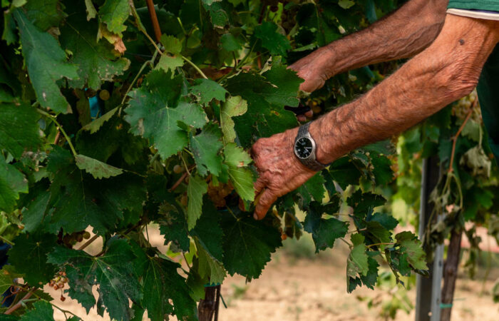 Anziano viticoltore raccoglie l'uva tra i filari durante la vendemmia